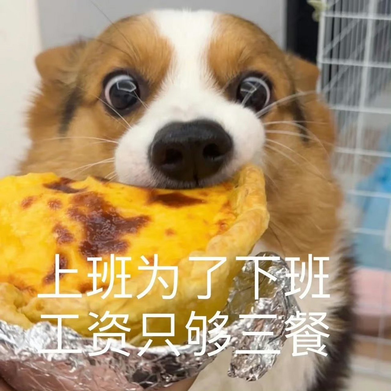 打工人表情包合集,哈哈哈哈哈太真实了.