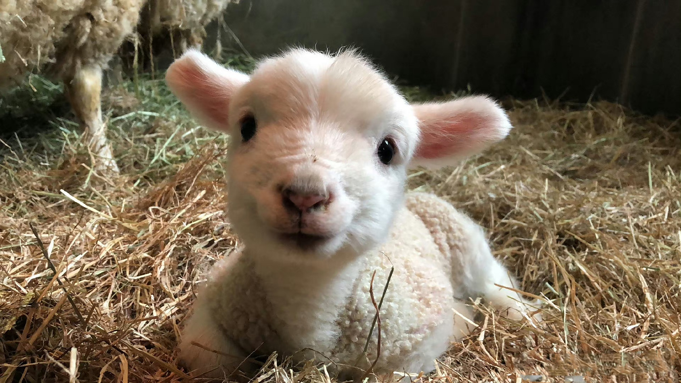 刚出生的小羊,像毛绒玩具一样,好可爱呀.