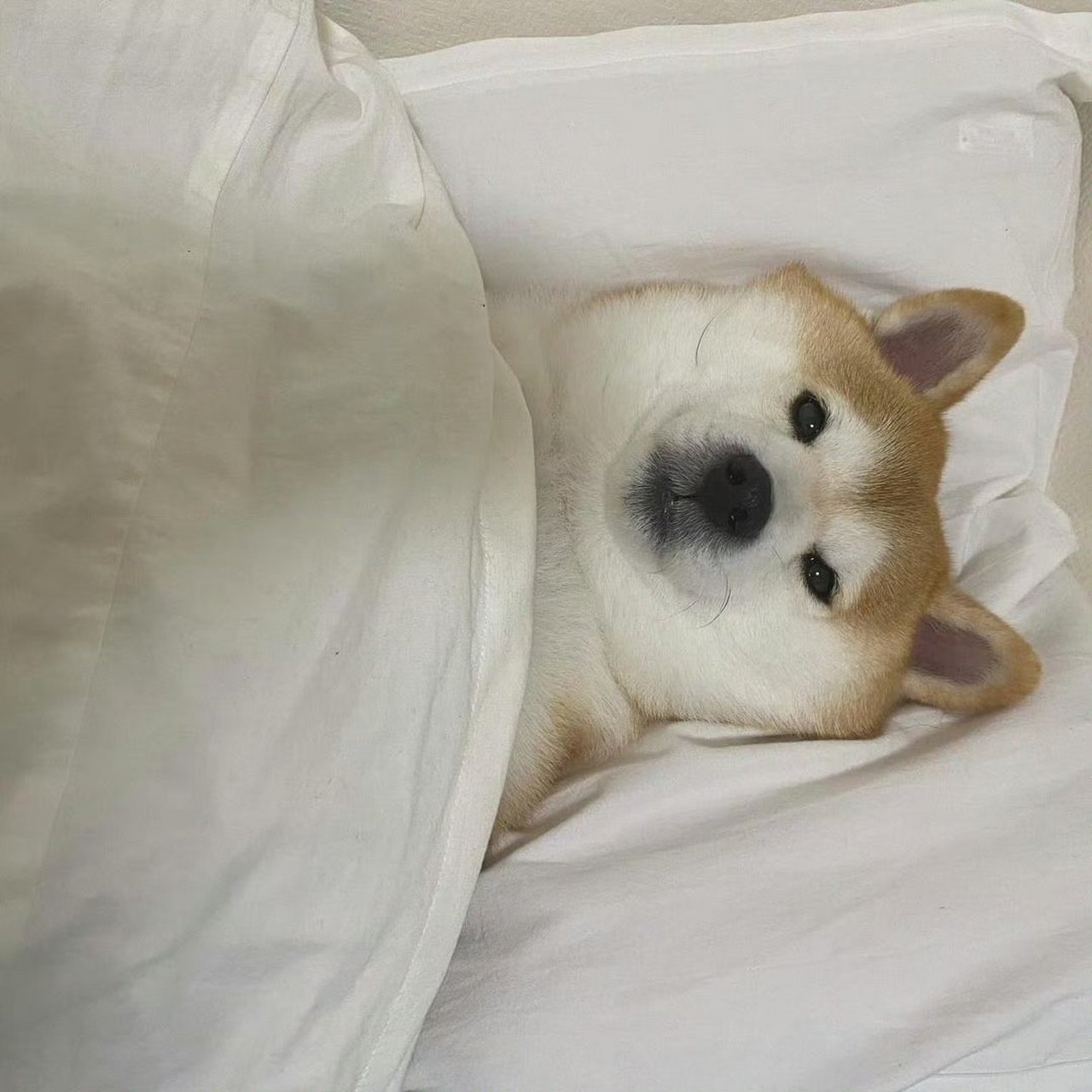 这柴犬睡觉姿势跟人一模一样了