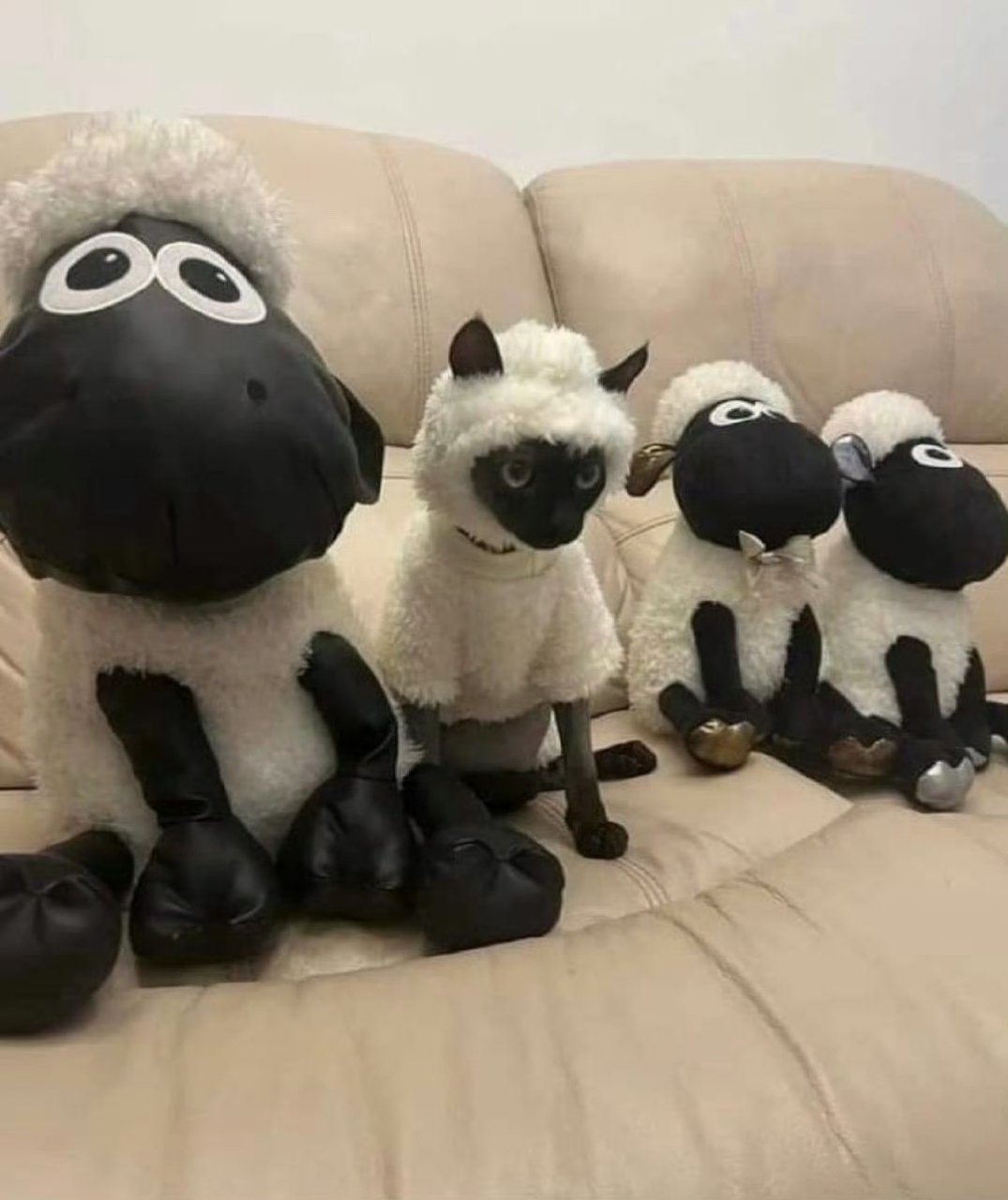 小猫cos小羊肖恩,哈哈太可爱了吧!