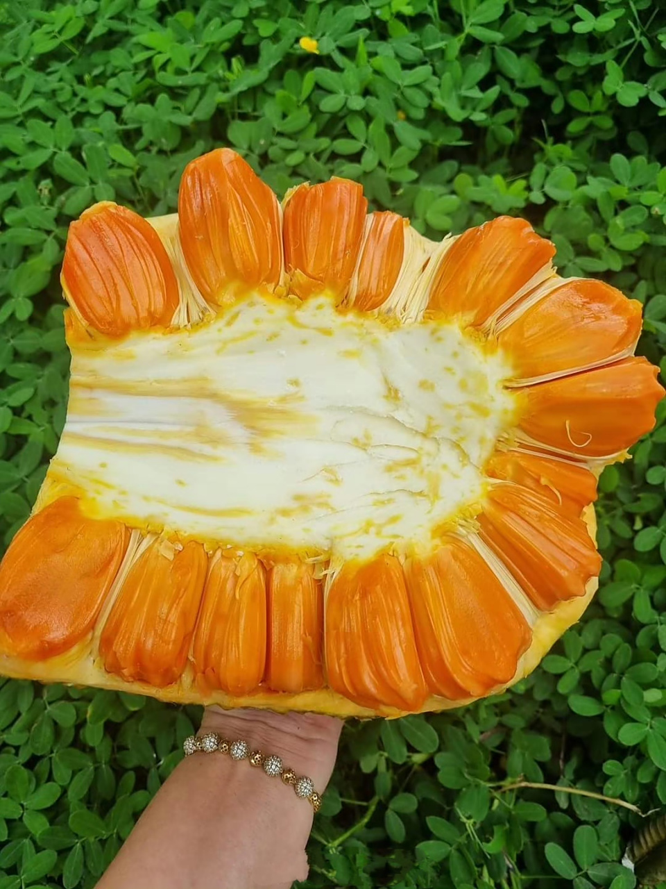 第一次见红肉的菠萝蜜.