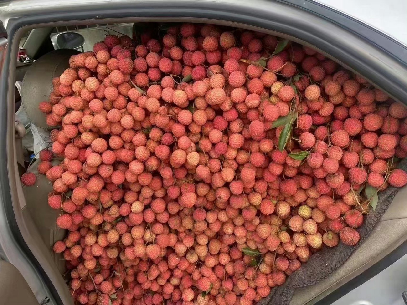 哇,这一车荔枝让人羡慕.