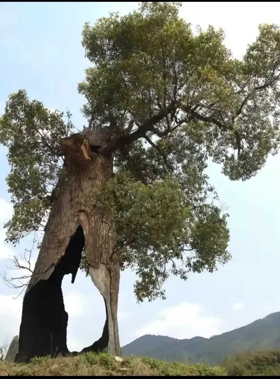 這是一棵神奇的大樹!