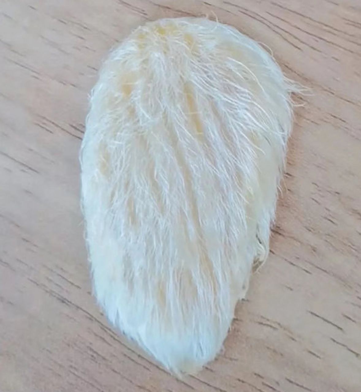 将芒果核洗干净,用吹风机吹干,边吹边梳毛,你就会得到一只"芒果宠物"