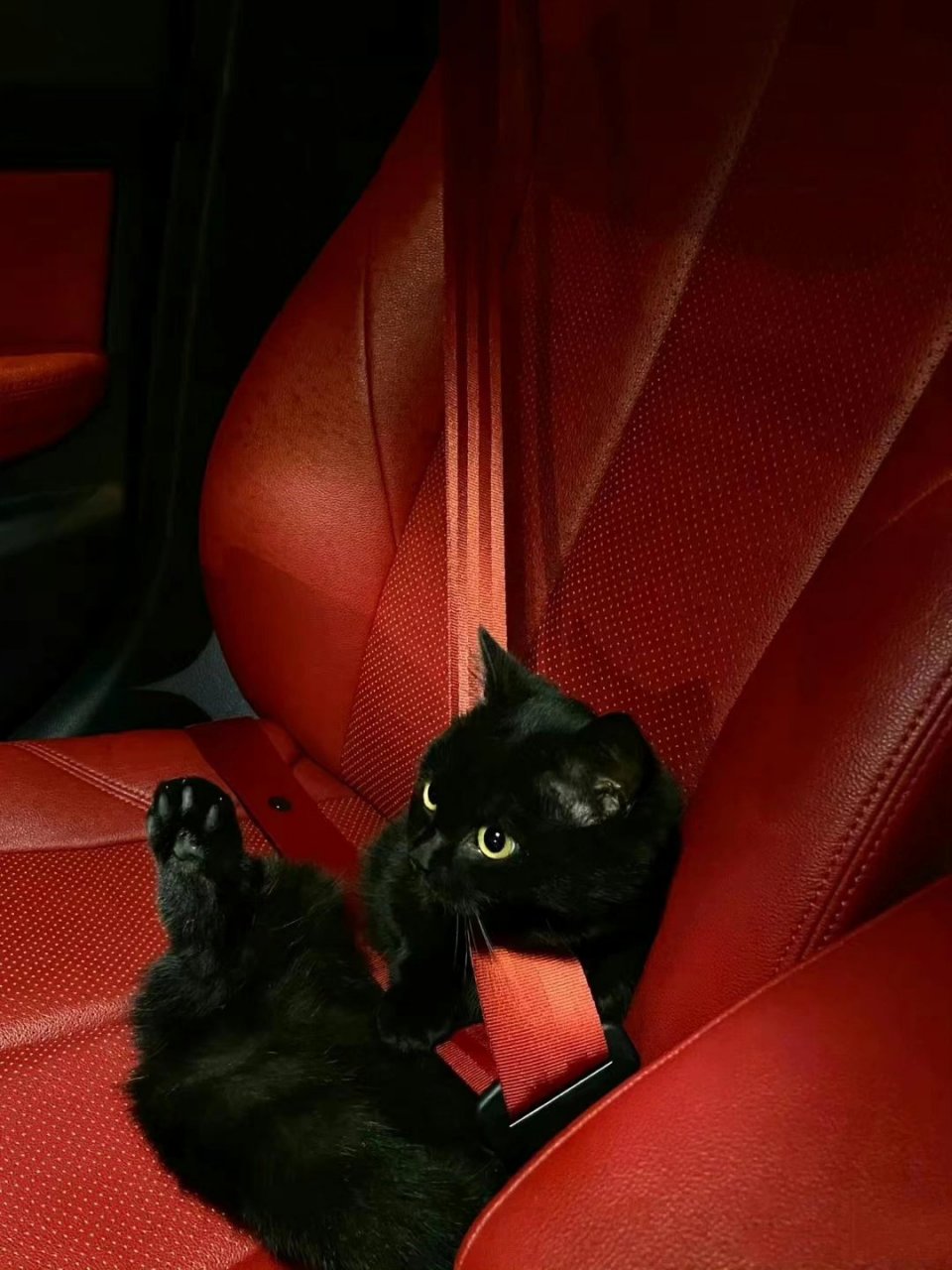 猫咪:行车前,请系好安全带.