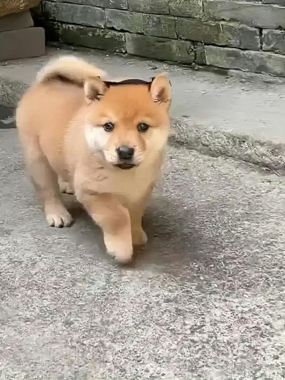 这颜值品相绝了,中华田园犬就是这么帅气.