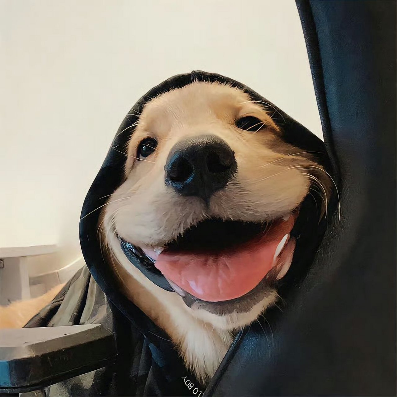 一些可爱的狗狗头像,哪个符合你的现状?