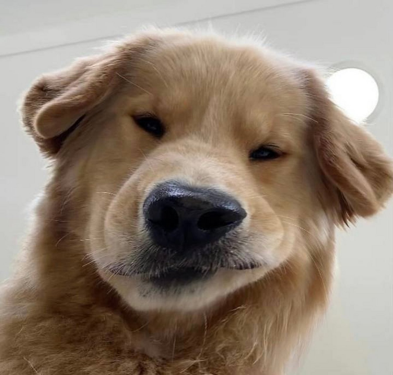 分享一些小狗的自拍.