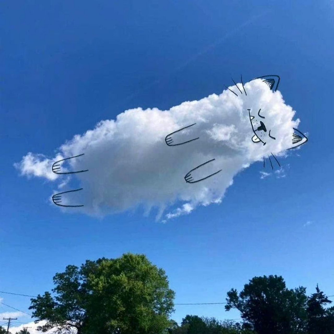 云朵猫,太可爱了.