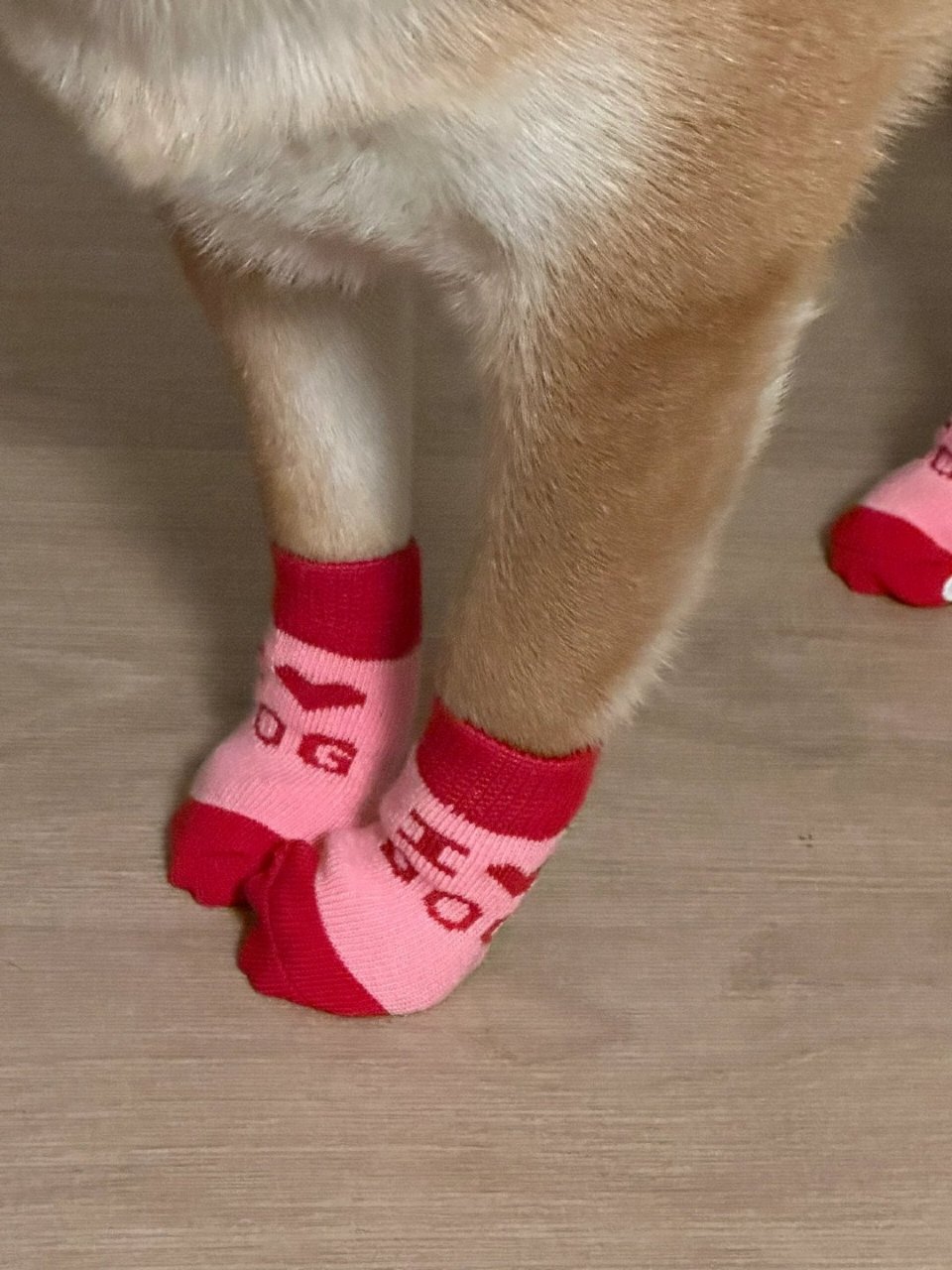 一只穿袜子的小狗,有一种莫名的喜感