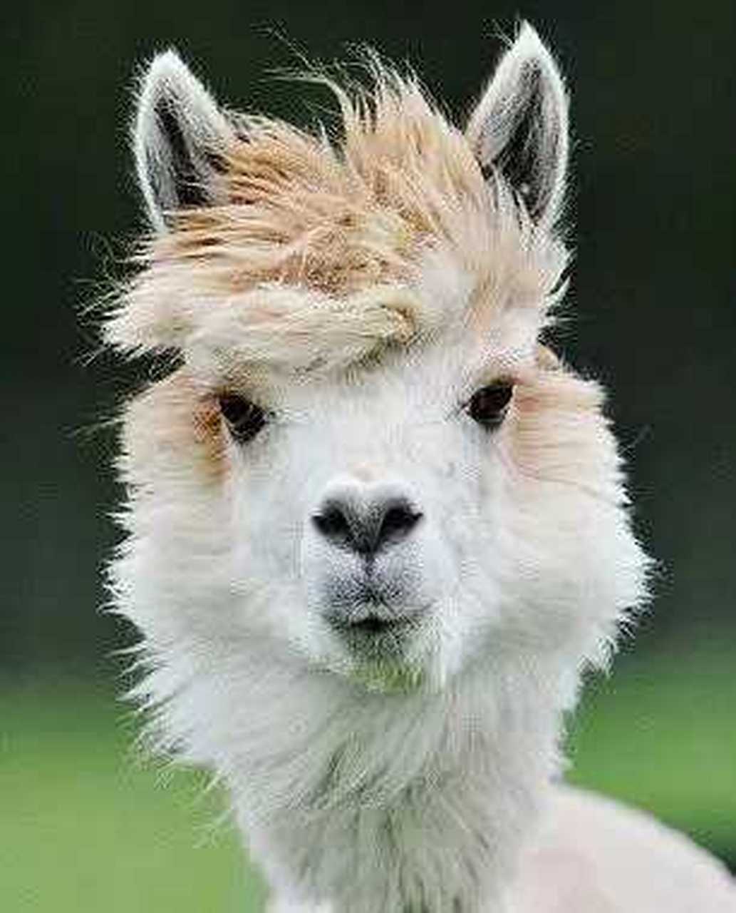 原来动物的发型可以这么帅!