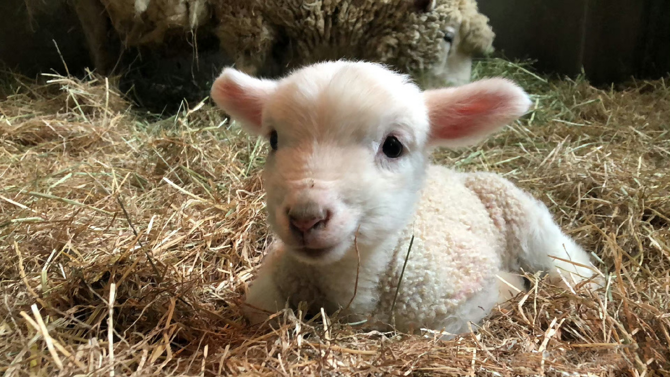 刚出生的小羊,像毛绒玩具一样,好可爱呀.