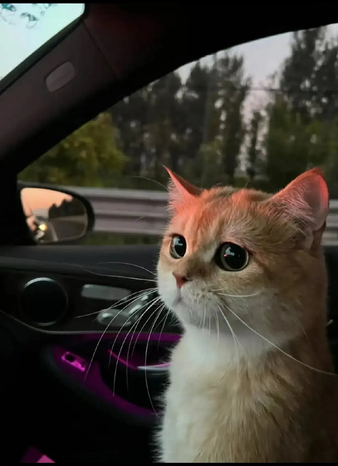 这只小猫猫眉清目秀的,真可爱,像个乖乖的小朋友一样.