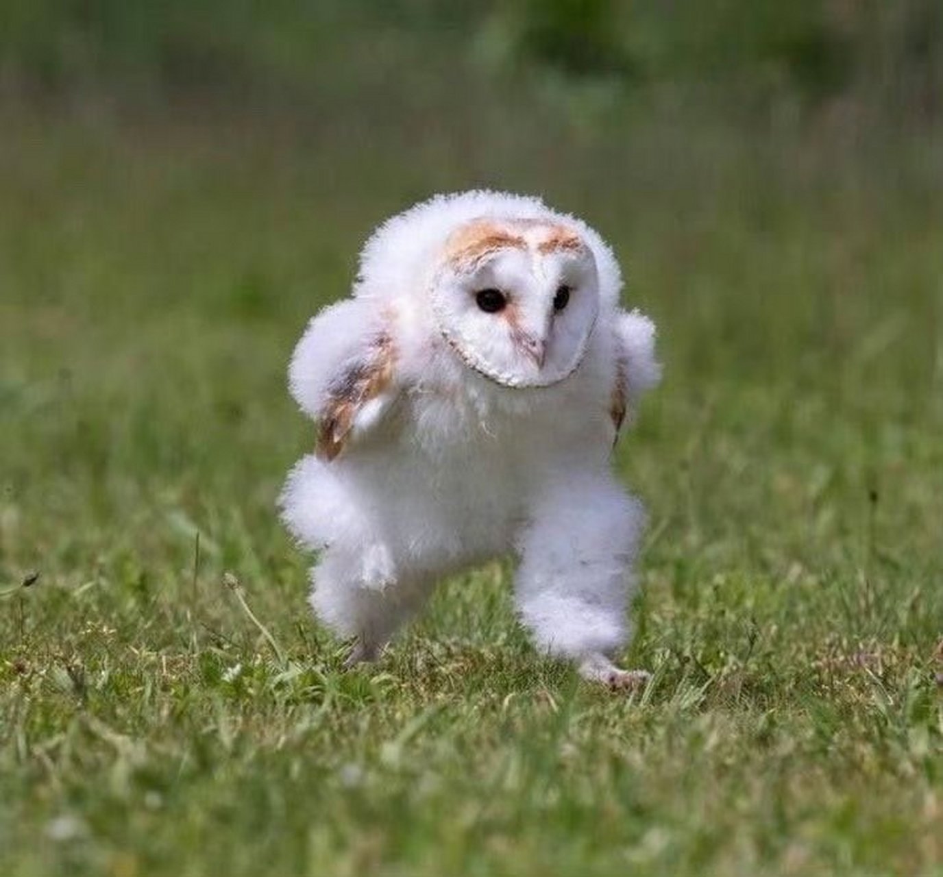 猫头鹰是如何走路的?哈哈可可爱爱.