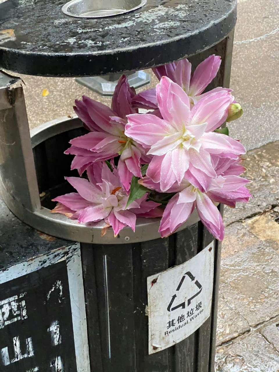 这么好的重瓣百合居然丢垃圾桶了