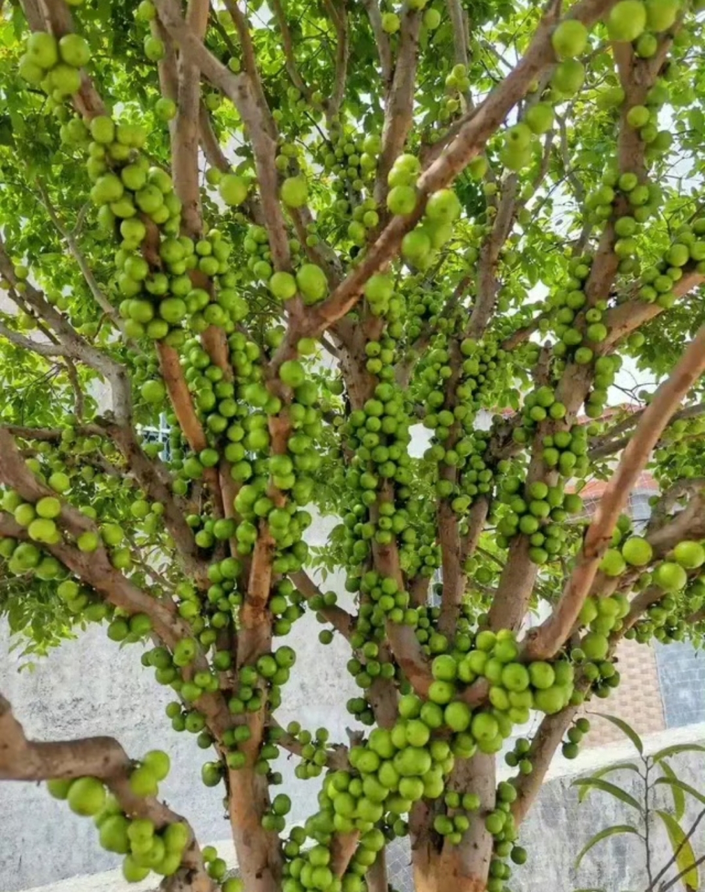 这是无花果吗?感觉不太像呢!