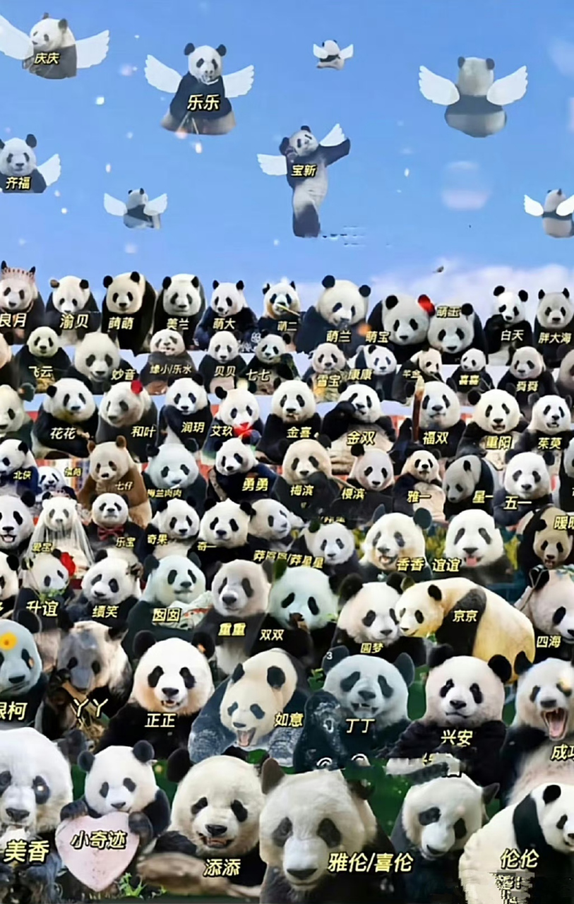 熊猫家族大合照,真的很佩服能认出熊猫的人