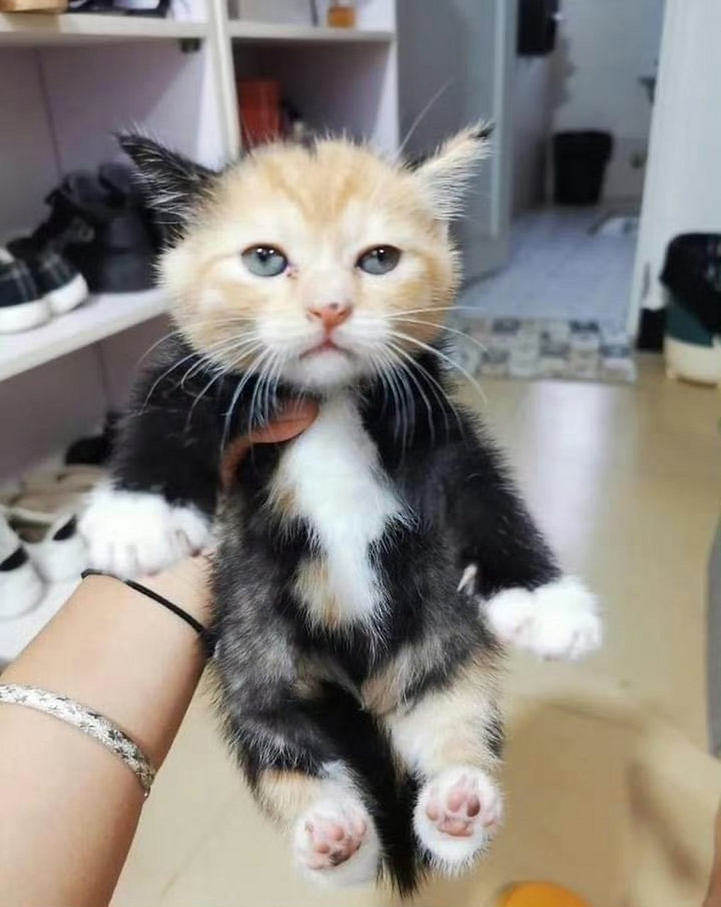 身着黑色西服的橘猫.