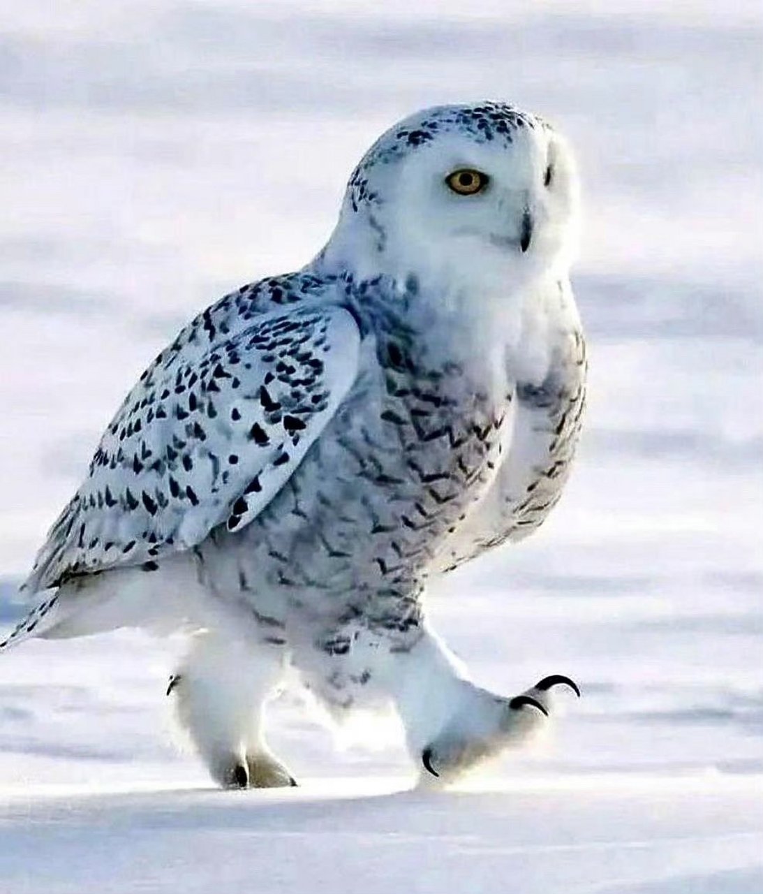 猫头鹰是如何走路的?哈哈可可爱爱.