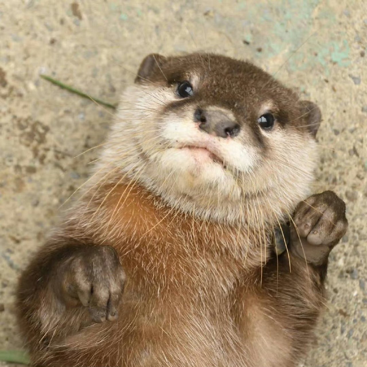 獭子:中国功夫——螳螂拳.[作揖] 67