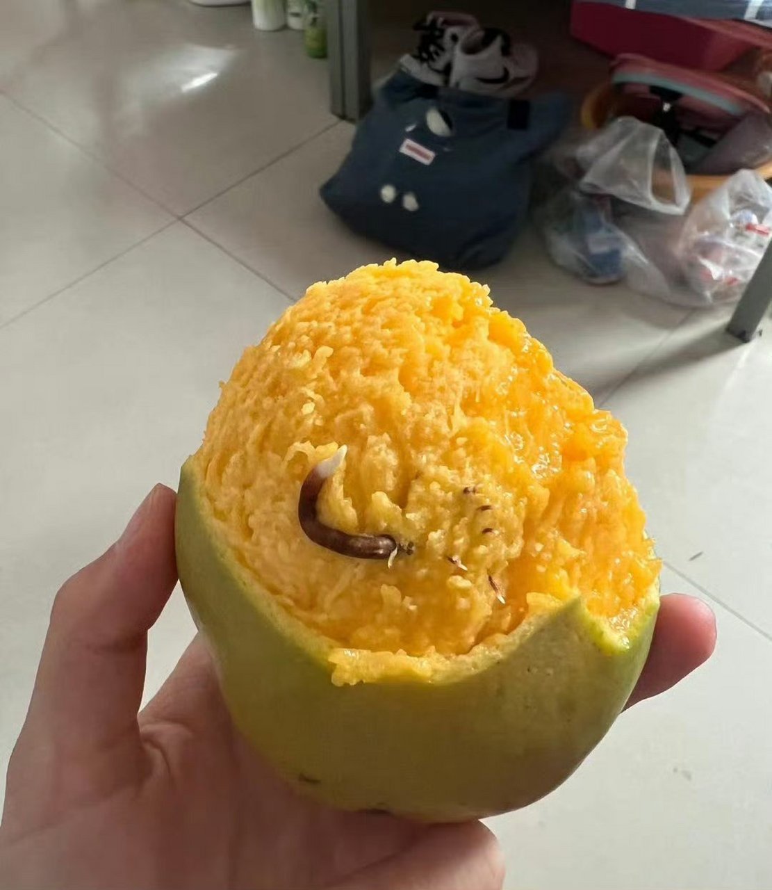 芒果发芽后还能吃吗?[二哈]