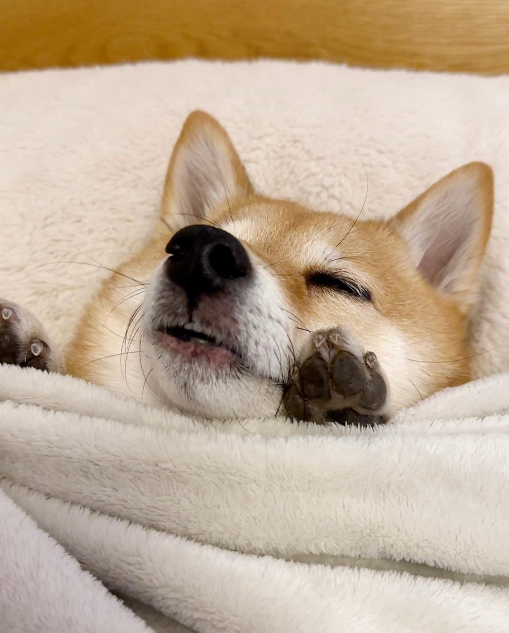 分享一下你们狗狗睡觉的照片