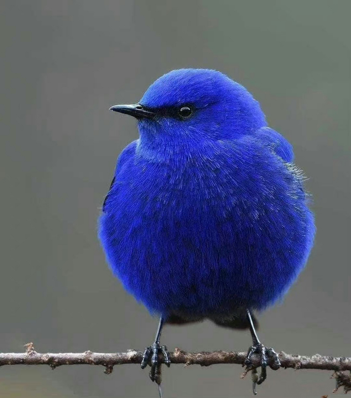 鸟类界的时尚,蓝色妖姬. 676767