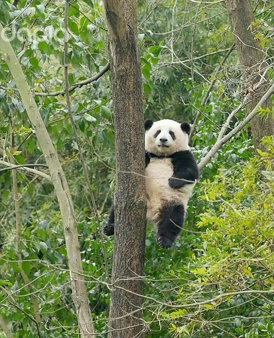 大熊猫花花爬树,好像p上去的,树杈子经得起200斤的花花么?
