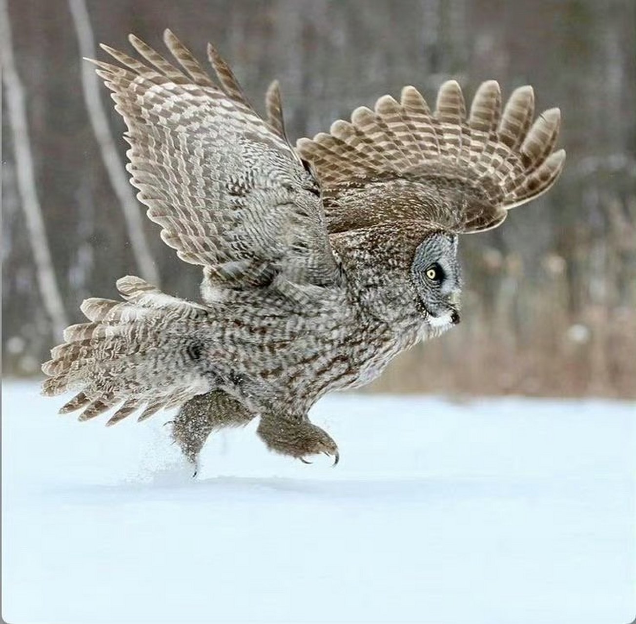 猫头鹰是如何走路的?哈哈可可爱爱.