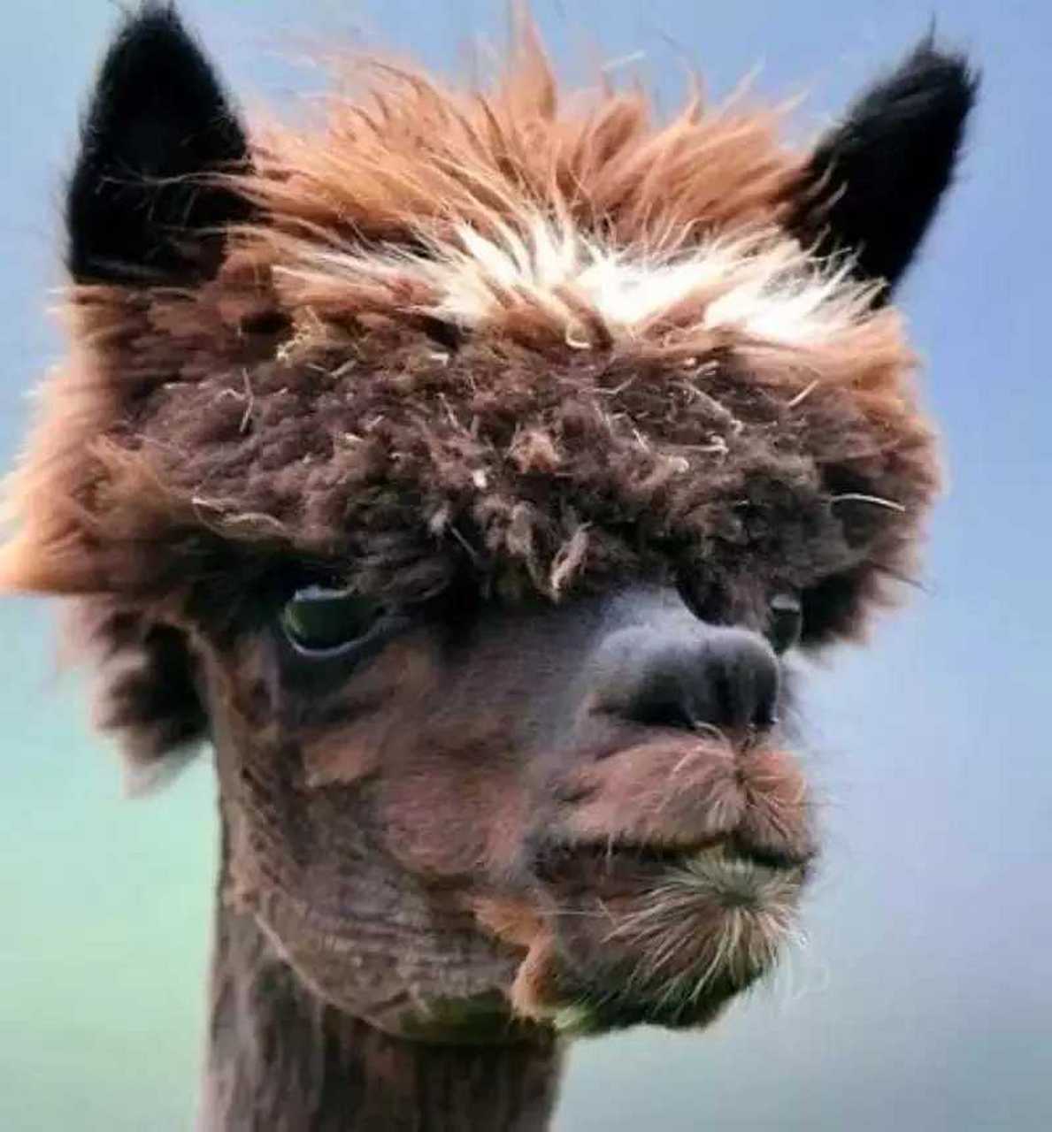 原来动物的发型可以这么帅!