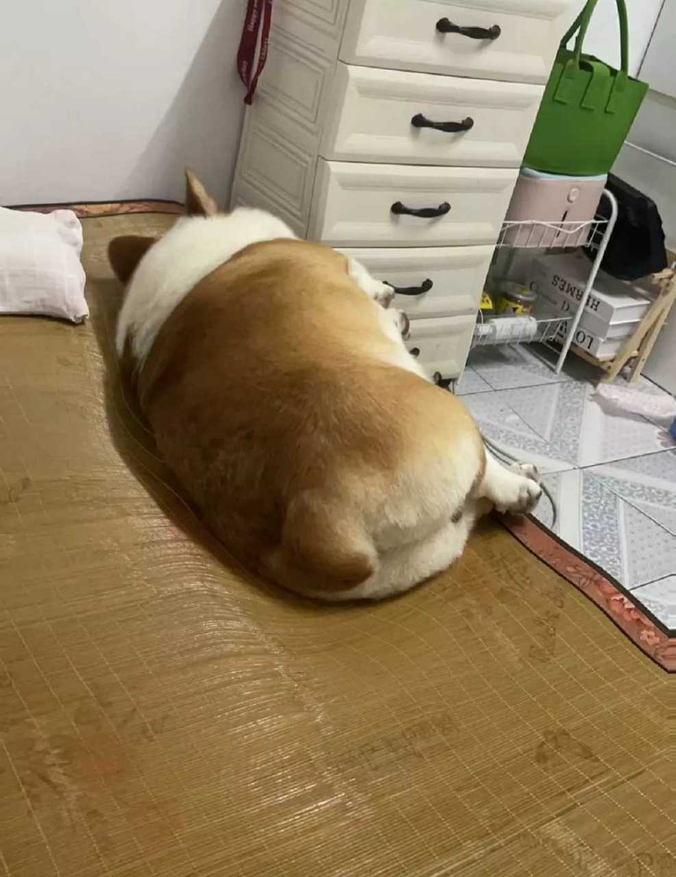 第一次见这么胖的柯基