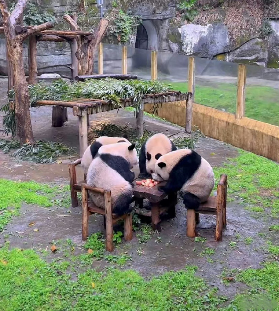 重庆动物园四喜丸子打麻将名场面哈哈哈哈哈.