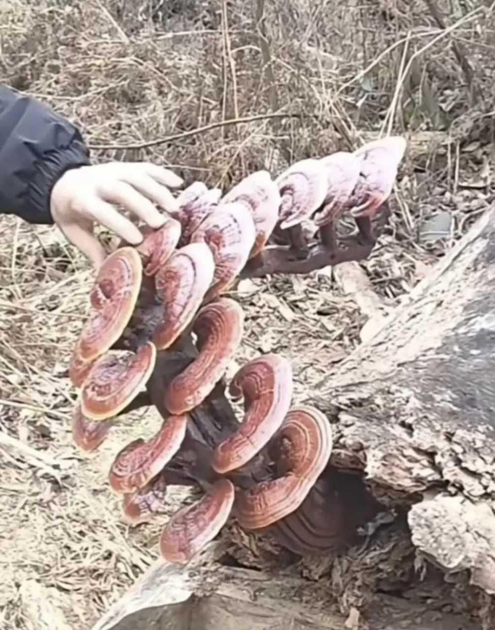 这灵芝好漂亮
