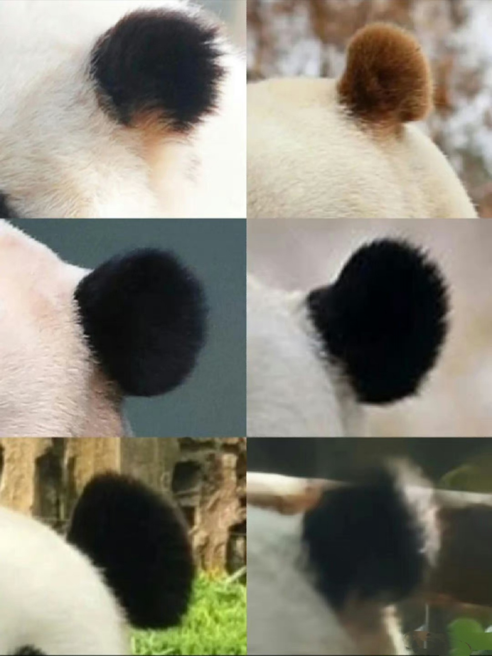 你能认出几个大熊猫耳朵?