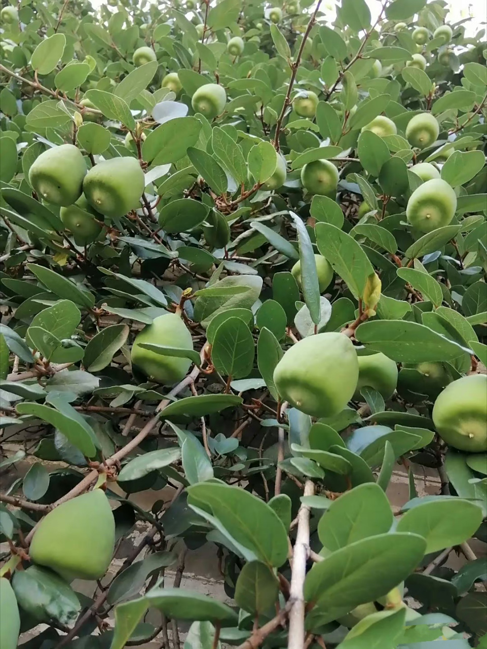 这果子可是叫风铃果🎐? ​