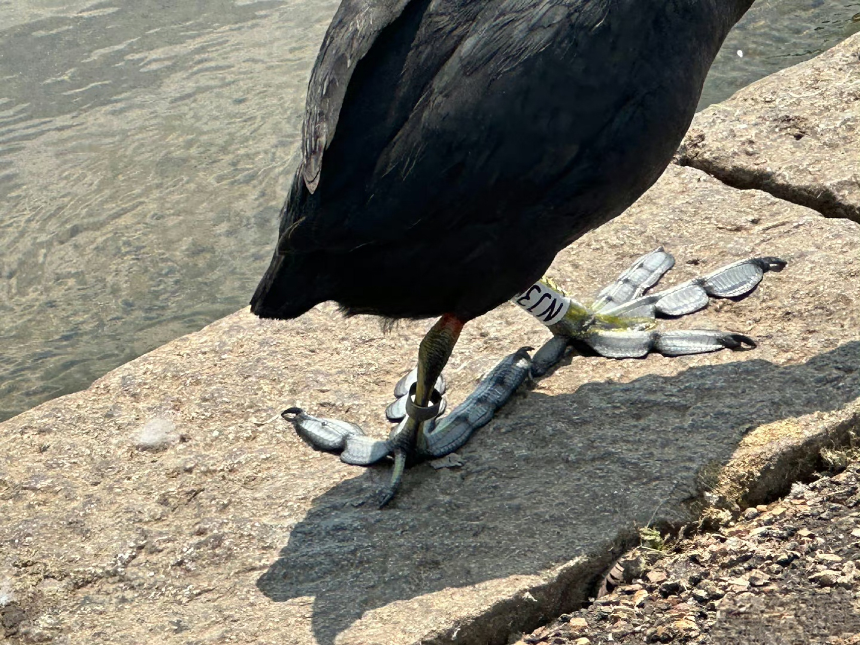 这是什么鸟,脚蹼看上去有点大