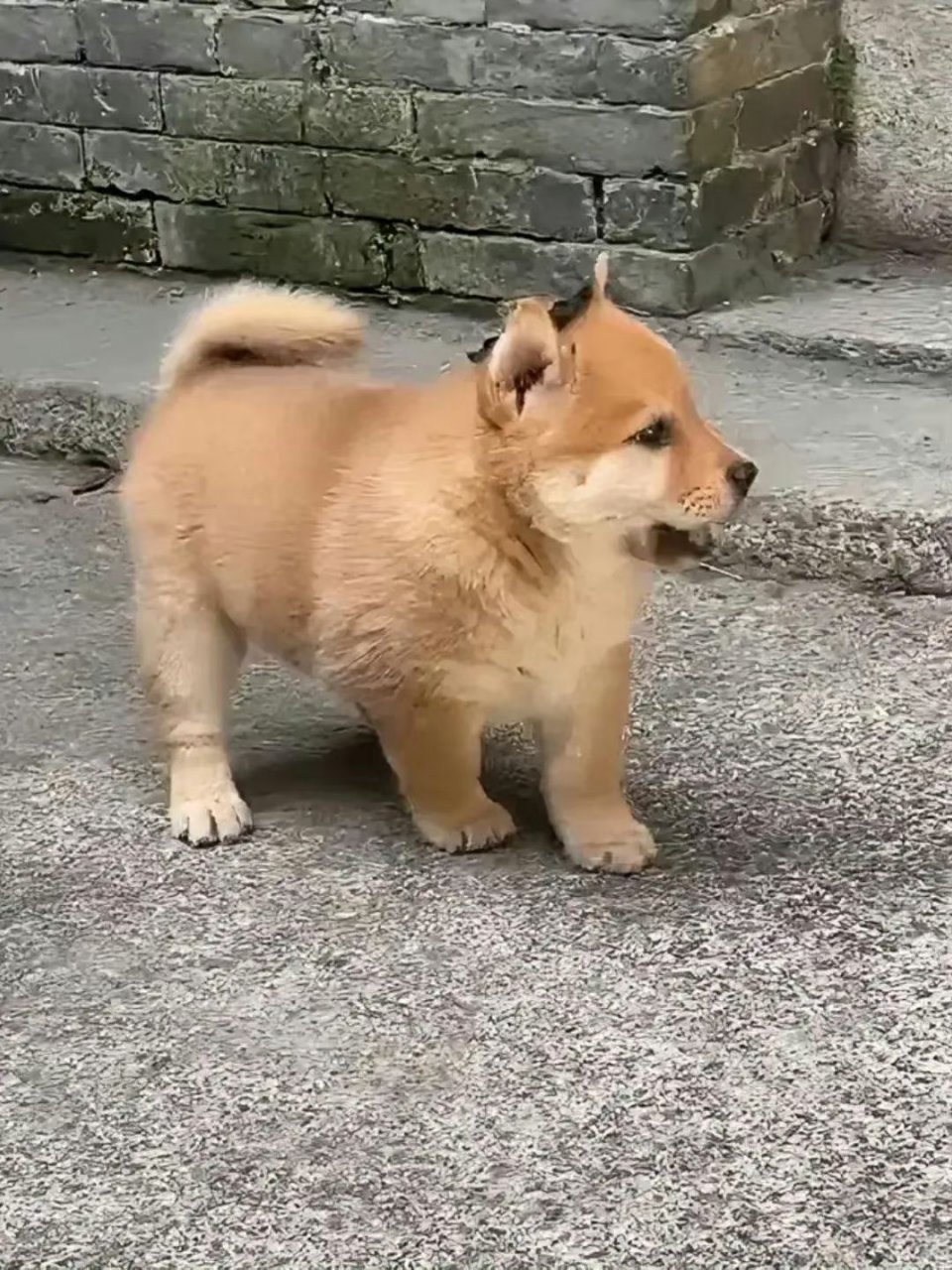 这颜值品相绝了,中华田园犬就是这么帅气.