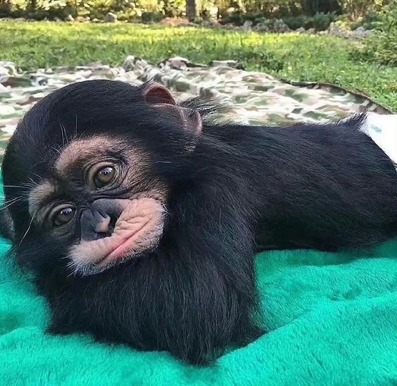 猩猩小时候原来这么可爱.