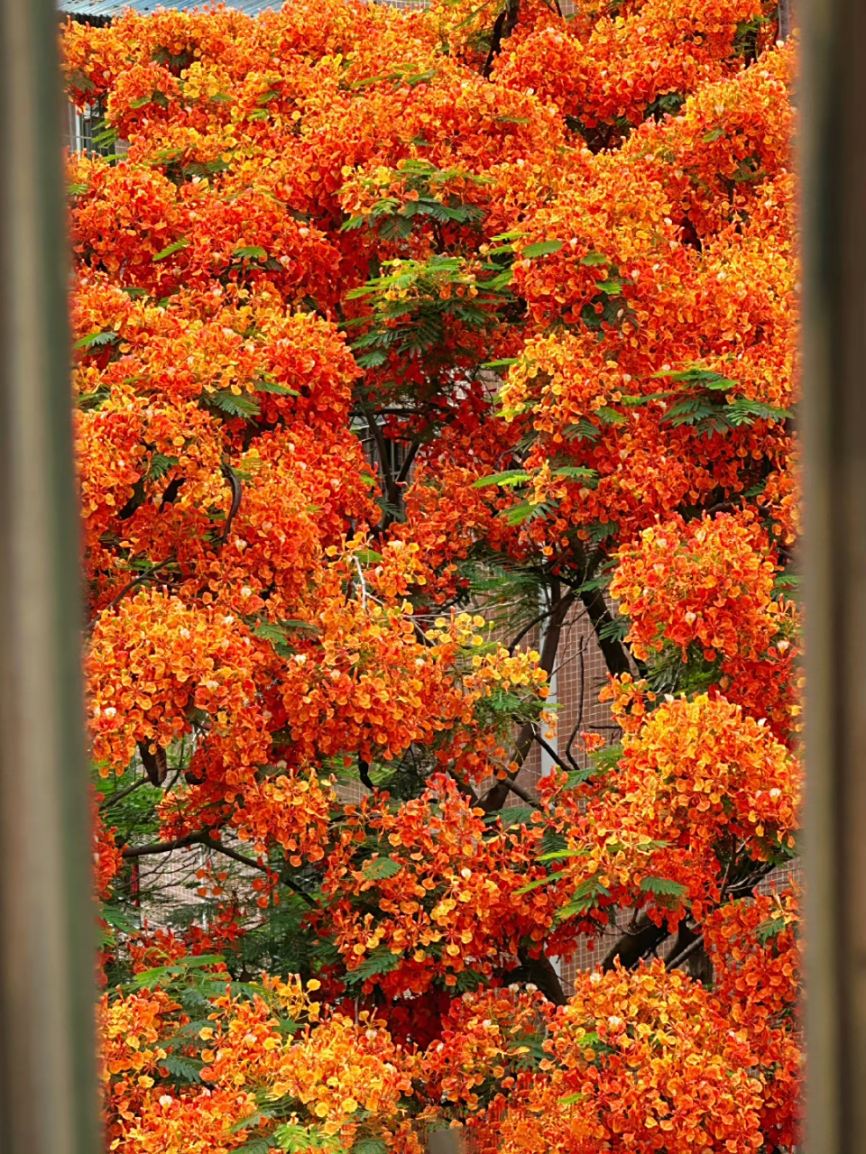这棵凤凰花真好看.