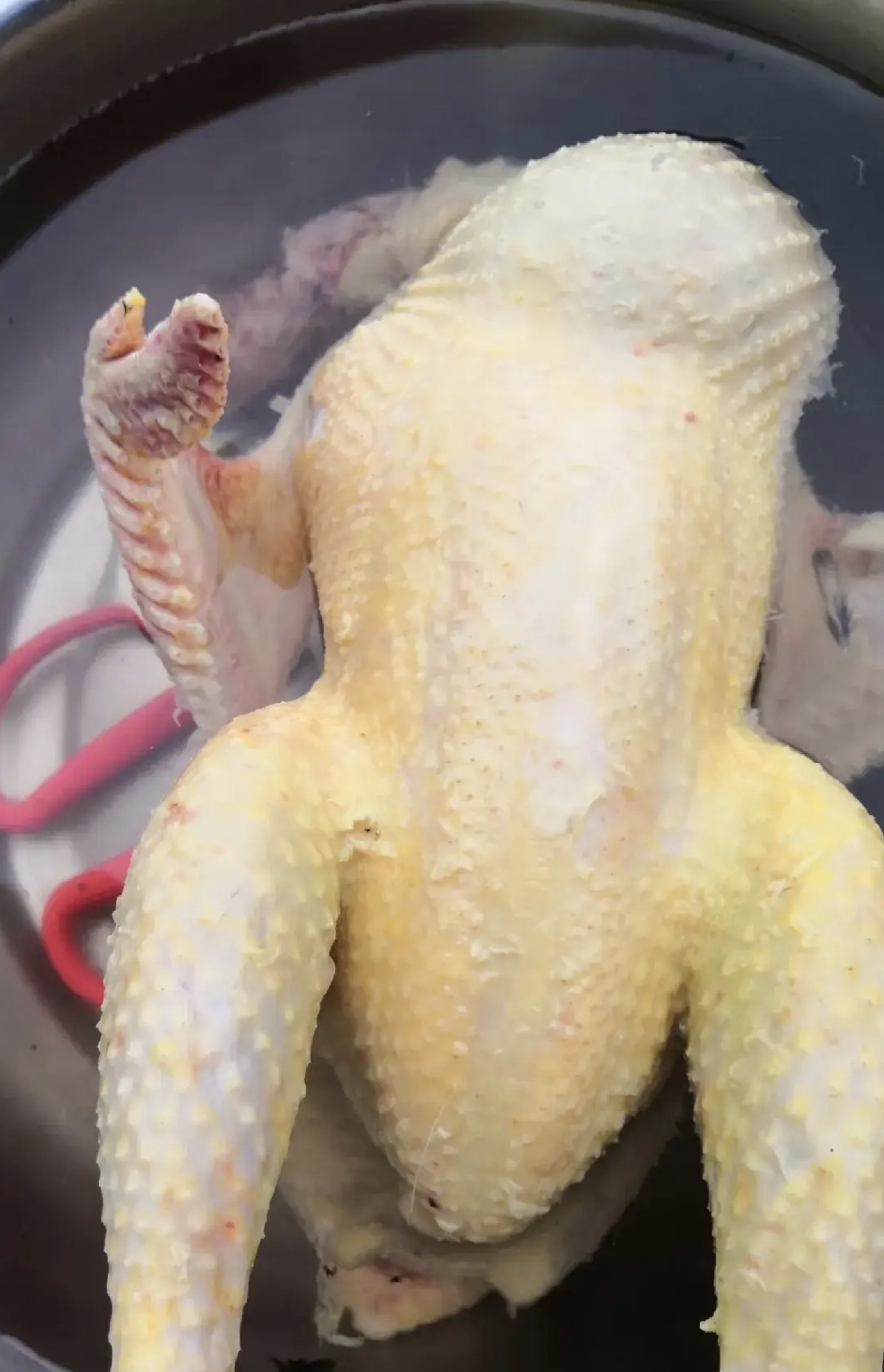 昨天回老家,孩子吵着要吃土鸡,我就去邻居张大娘那儿买了一只