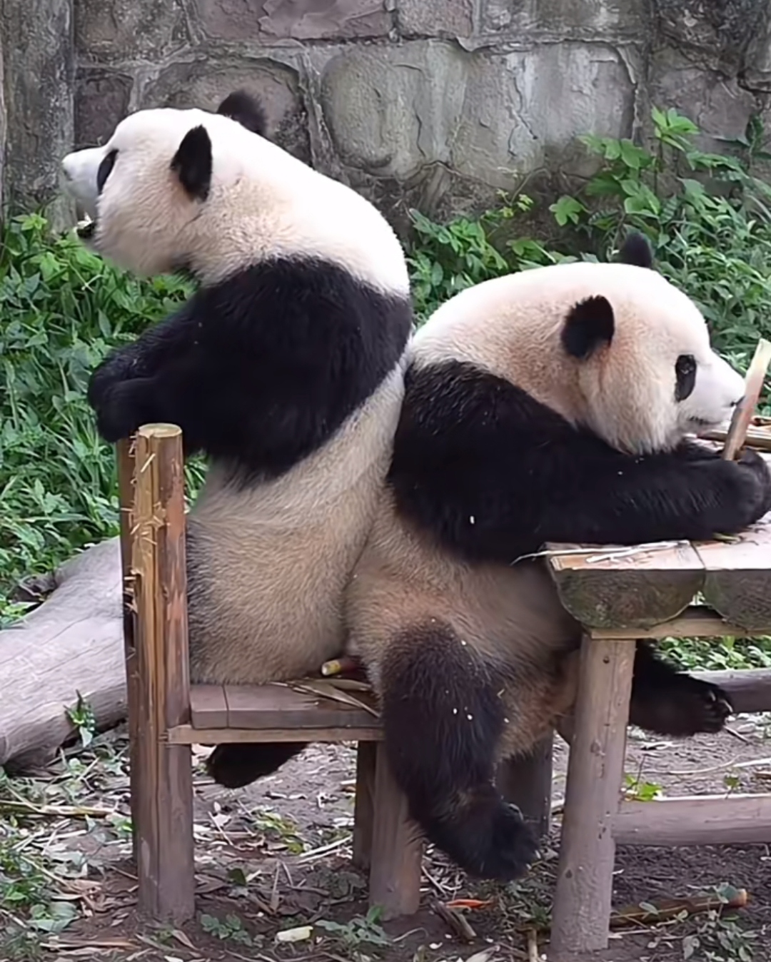 两只熊猫太可爱了,非得挤在一起吃饭饭,萌翻了.