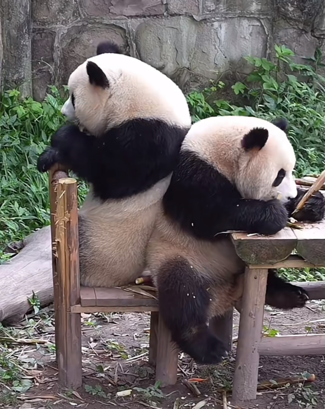 两只熊猫太可爱了,非得挤在一起吃饭饭,萌翻了.