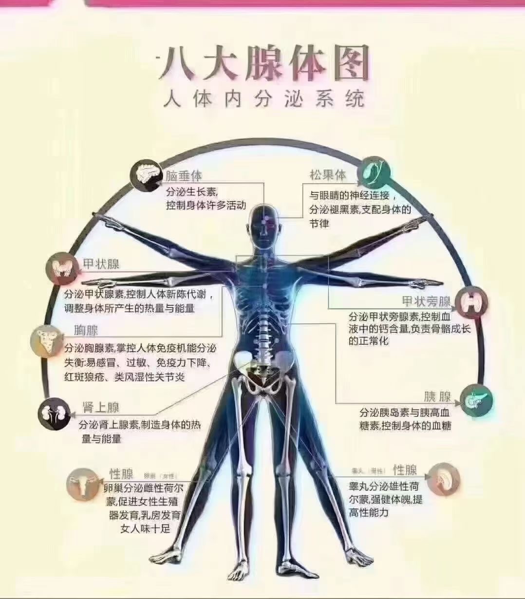 人体八大腺体准确位置图片