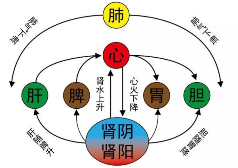 五脏六腑关系图,肝胆相表里,心肺脾肾亦相表里