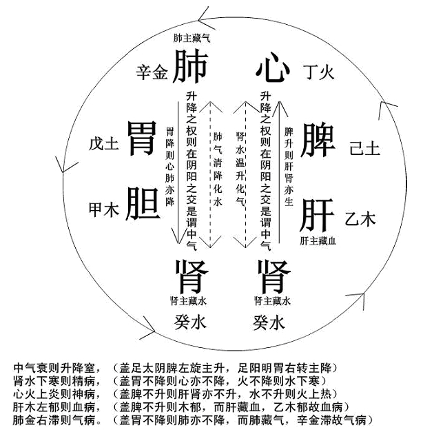 五脏六腑关系图,肝胆相表里,心肺脾肾亦相表里.