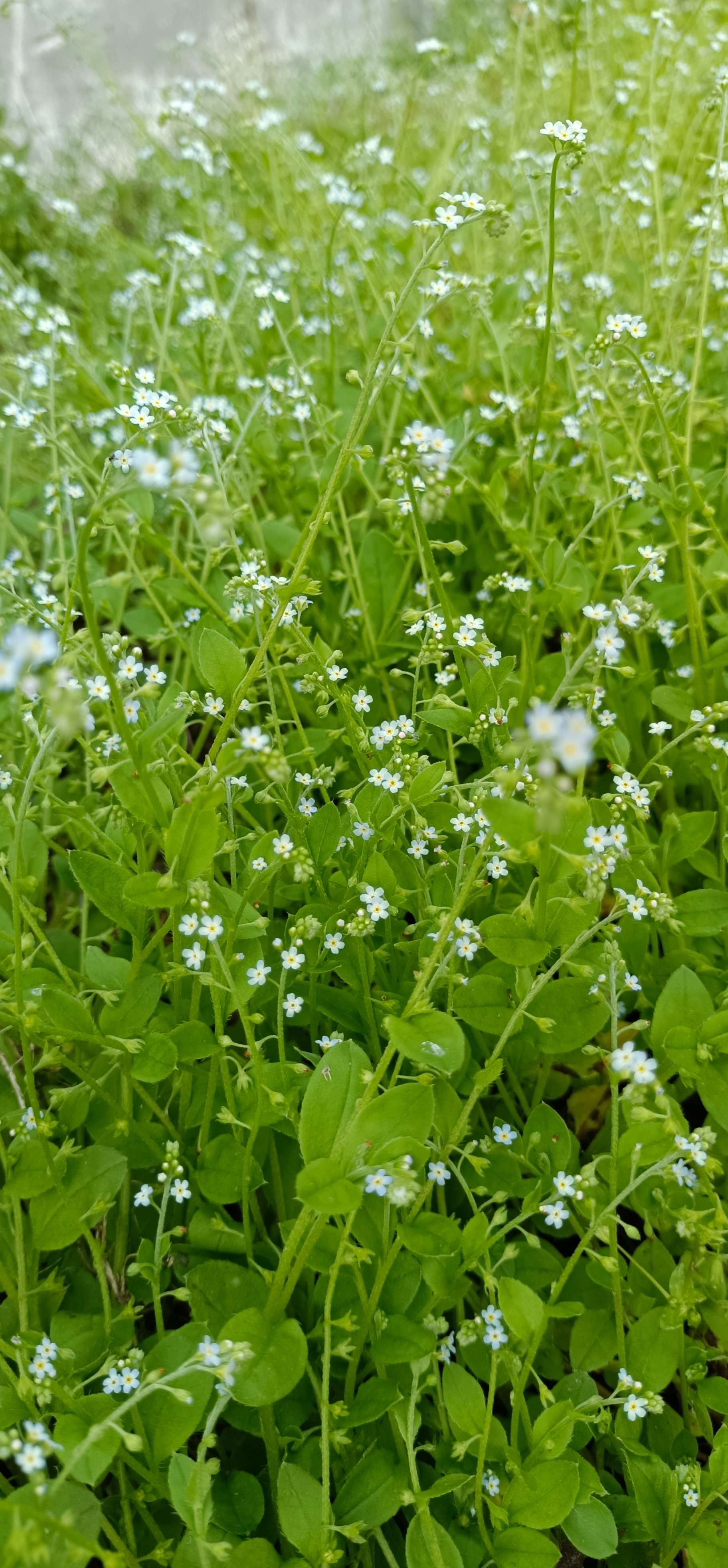 苜蓿花真实图片