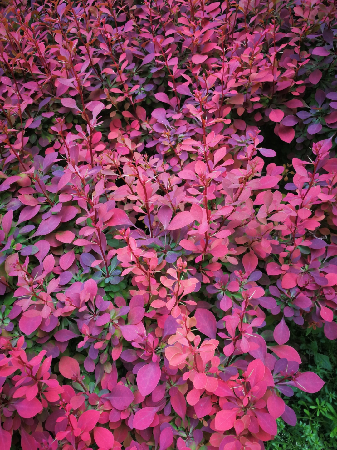 好看的彩色小植～#植物园# 这片丛生的红叶小檗,高度五十公分左右