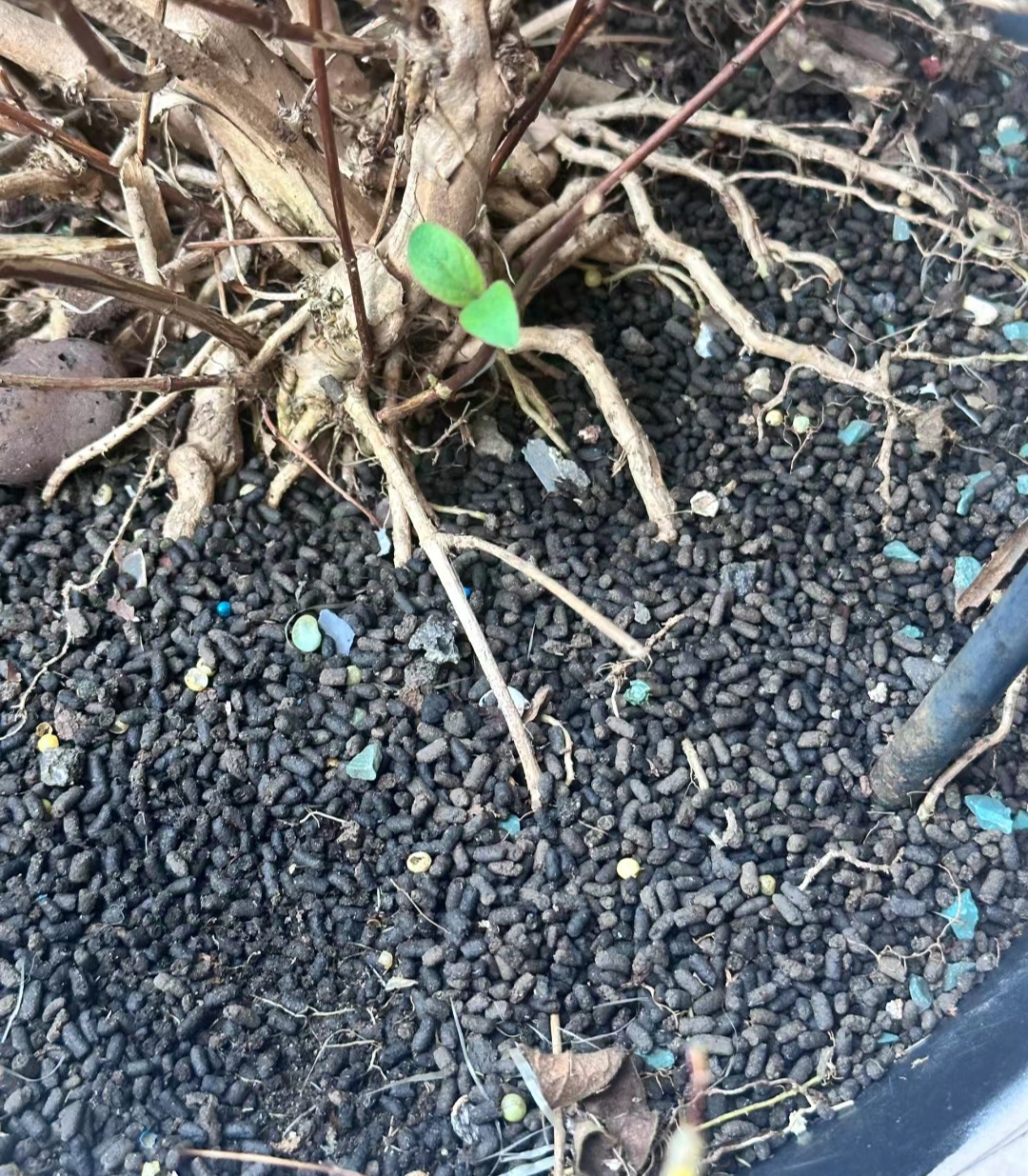 为什么大便是一粒一粒的 为什么大便是一粒一粒的