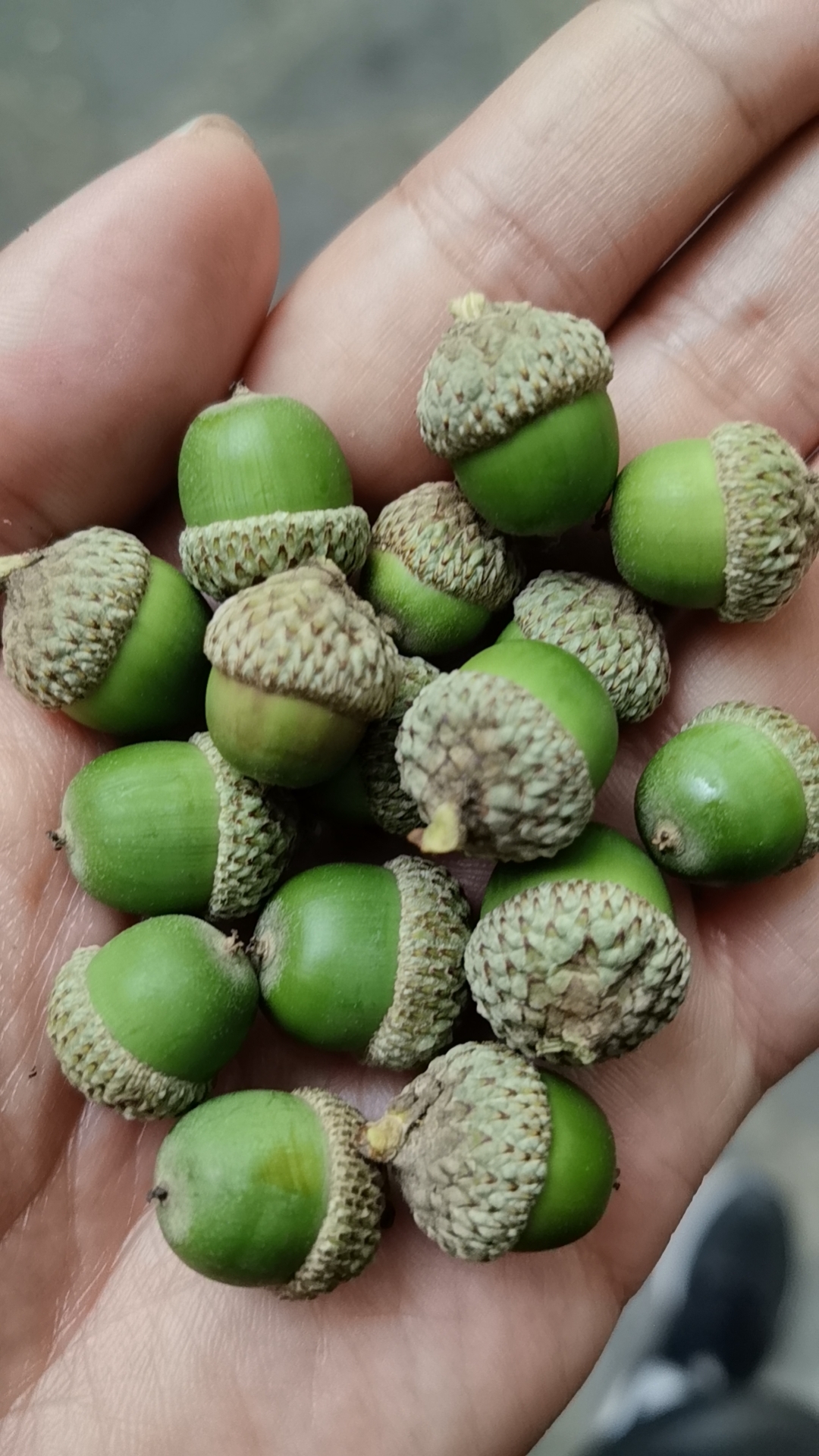 手心绿意,旅行的每一颗青橡果,都是大地赠予的诗