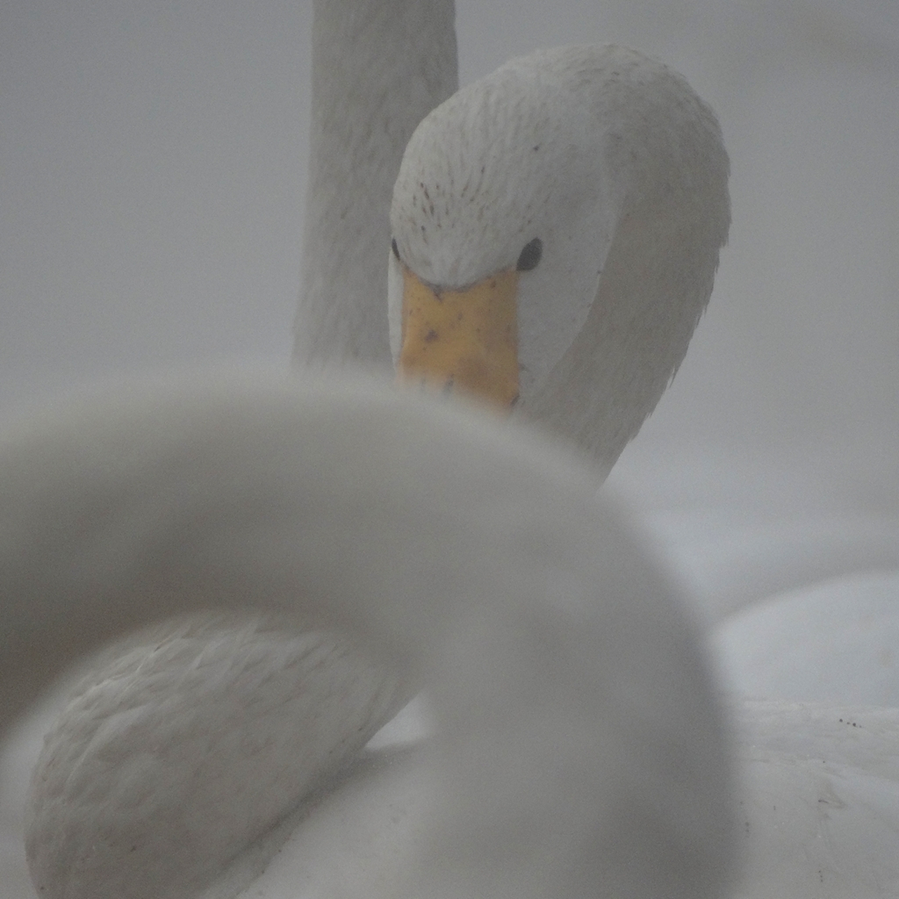 雾天也能拍成让人过目不忘的照片. #摄影作品